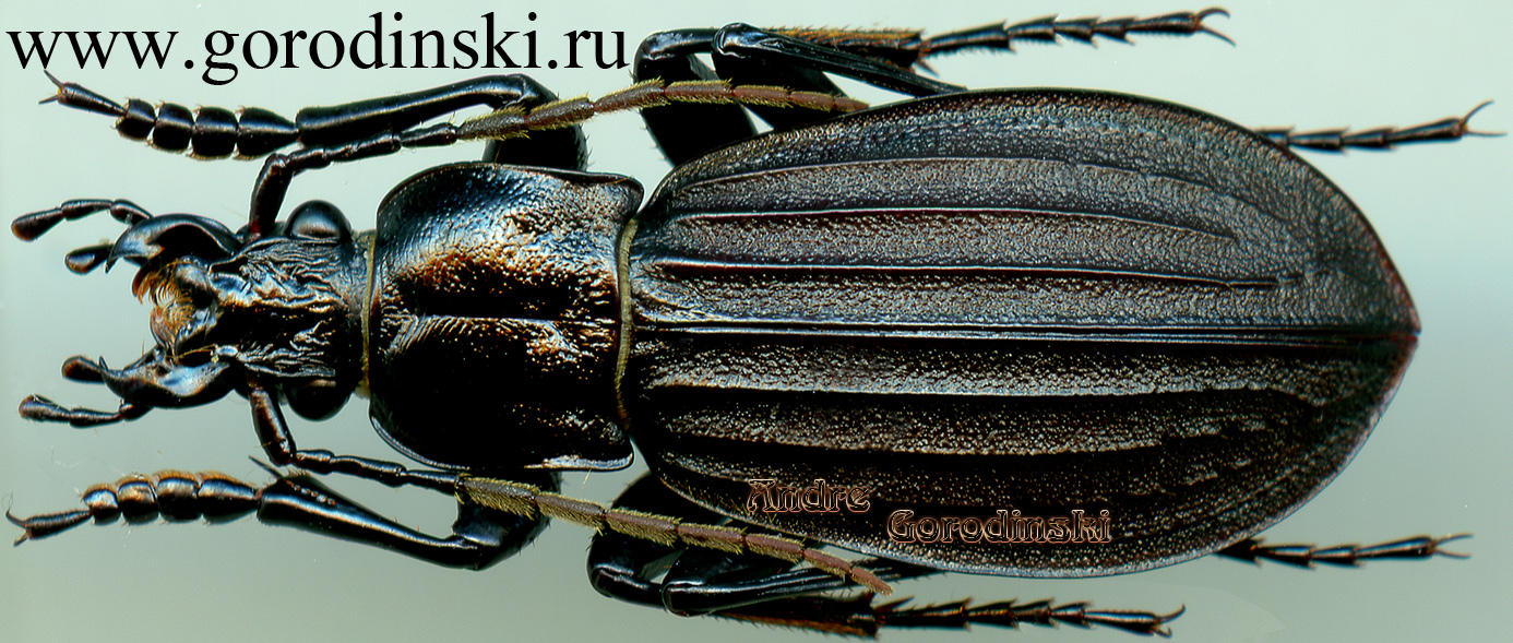 http://www.gorodinski.ru/carabus/Aulonocarabus canaliculatus canaliculatus.jpg